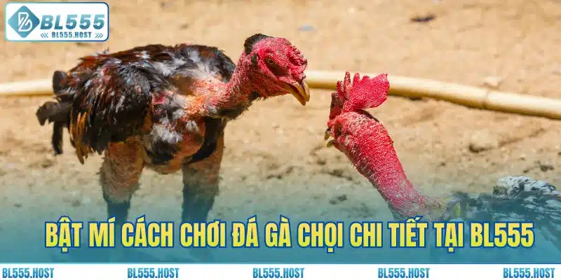 Bật mí cách chơi cá cược chi tiết tại BL555 cho người mới