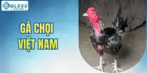 gà chọi Việt Nam