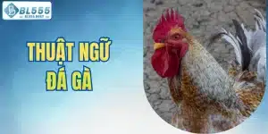 thuật ngữ đá gà