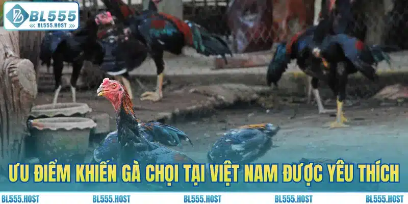 Ưu điểm khiến gà chọi tại Việt Nam được yêu thích